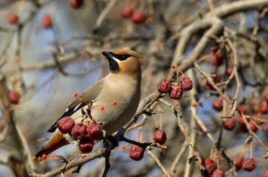 Ağaçtaki küçük kuş. Waxwing böğürtlenli bir dala tünedi.