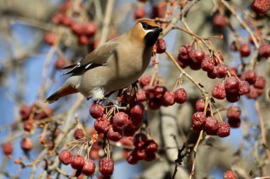 Ağaçtaki küçük kuş. Waxwing böğürtlenli bir dala tünedi.