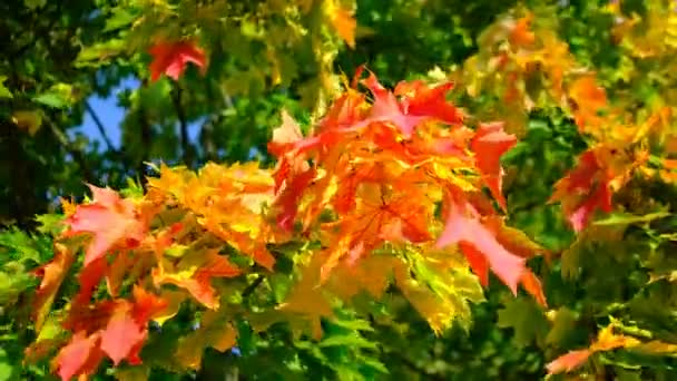 Die Grünen Orangen Und Roten Ahornblätter Wiegen Sich Einem Sonnigen — Stockvideo
