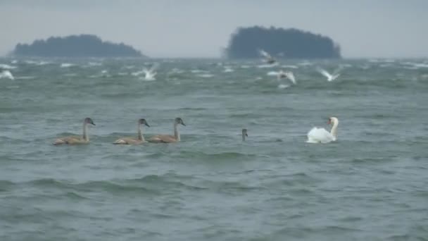 Familia Swan Nada Mar Báltico Durante Tormenta Finlandia — Vídeos de Stock