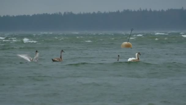 Οικογένεια Των Κύκνων Κολυμπάει Στη Βαλτική Κατά Διάρκεια Της Καταιγίδας — Αρχείο Βίντεο