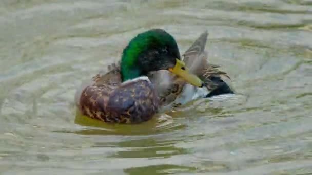 Großaufnahme Des Stockentenmännchens Auf Dem Wasser Nordische Natur — Stockvideo