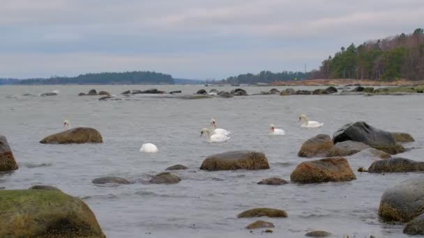 Pareja Cisnes Nadan Mar Báltico Durante Viento Tormenta Naturaleza Nórdica — Vídeos de Stock