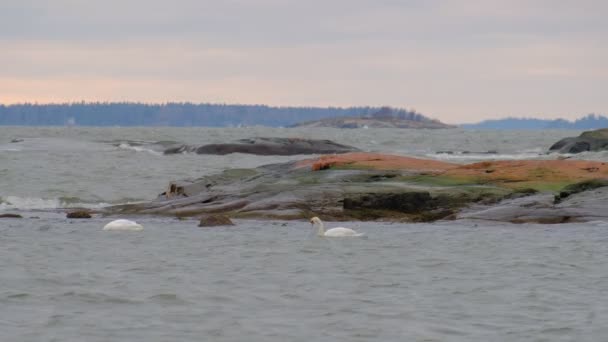 Swan Couple Swim Baltic Sea Storm Wind Nordic Nature — Stock Video