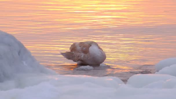 白鳥の雛は フィンランドの強力な霜の間 水の中の氷の自分自身を清めています 前景の氷に覆われた海岸では 背景の日没に — ストック動画