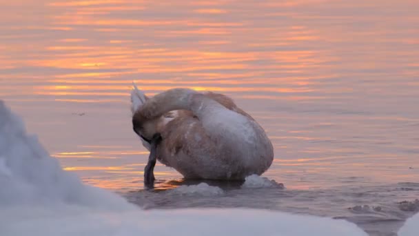 Close Swan Chick Who Clearing Himself Ice Water Strong Frost — Stock Video