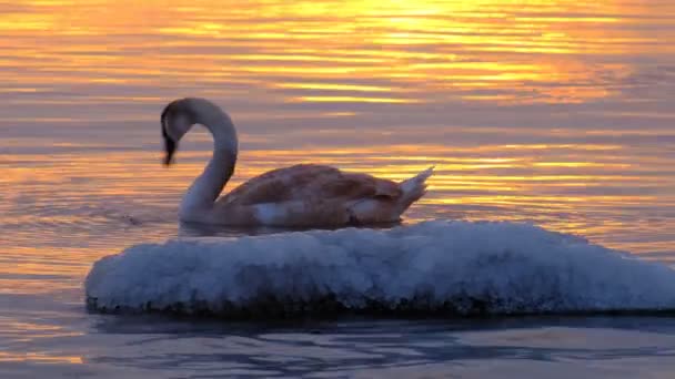 Swan Chick Clearing Himself Ice Water Strong Frost Finland Foreground — Stock Video