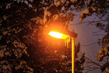 Avrupa 'da kar yağışı sırasında modern sokak lambası. Karla kaplı çam ağacı.