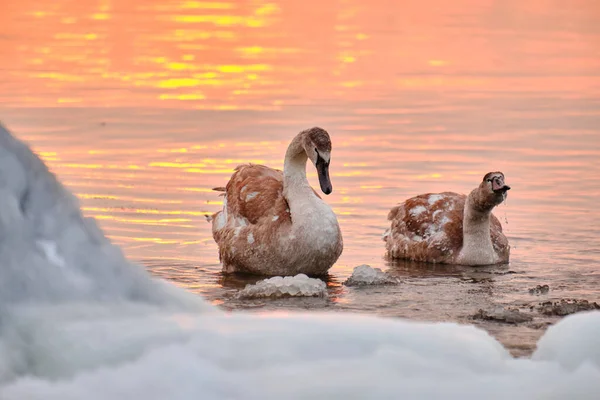 A couple of swan chick in water during the strong frost in Finland. On the foreground ice-covered seashore, on the background sunset.