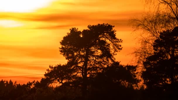 令人惊奇的日落时间差视频 松树在前景中 北欧性质 — 图库视频影像