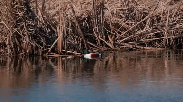 Detailní Záběr Severního Lopaty Spatula Clypeata Plavat Oblasti Ptáků Suomenoja — Stock video