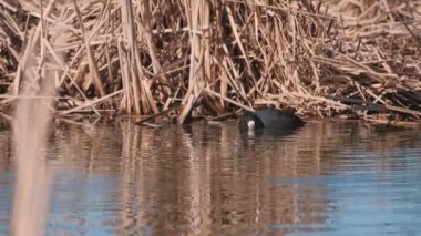 Avrasya yaban ördeğinin (Fulica atra) yakın çekimi suyun altına dalıyor. Suomenoja kuş bölgesi, Espoo, Finlandiya.