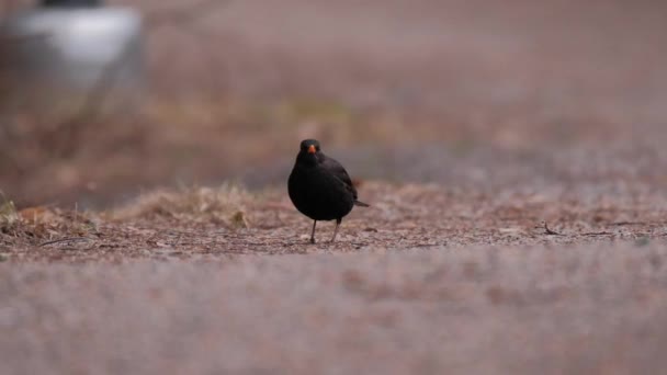 Închiderea Pasării Negre Comune Turdus Merula Pasărea Caută Mâncare Mănâncă — Videoclip de stoc