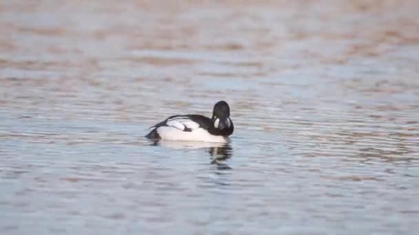 Close Van Goudoog Bucephala Clangula Zwemmen Suomenoja Vogelgebied Espoo Finland — Stockvideo