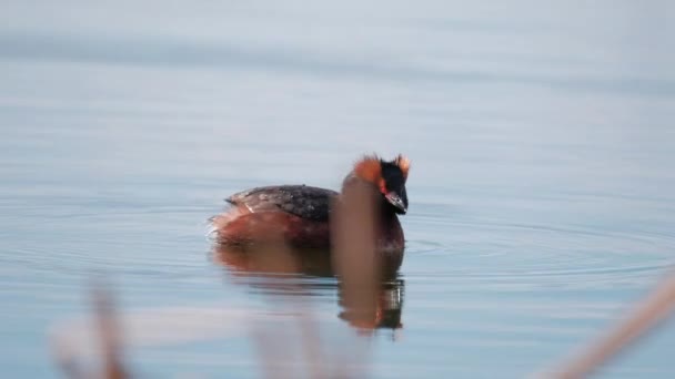 Gros Plan Grèbe Esclavon Podiceps Auritus Nager Dans Région Des — Video