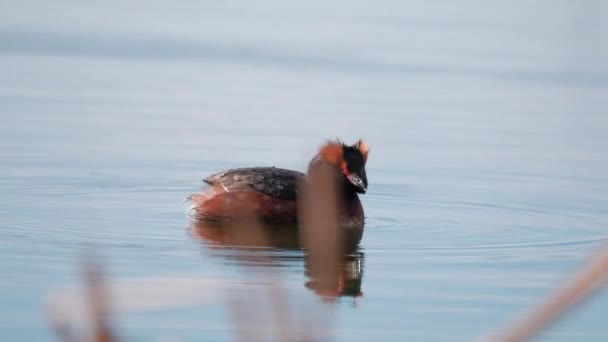 Zbliżenie Rogaty Grebe Lub Slawoński Grebe Podiceps Auritus Pływać Obszarze — Wideo stockowe