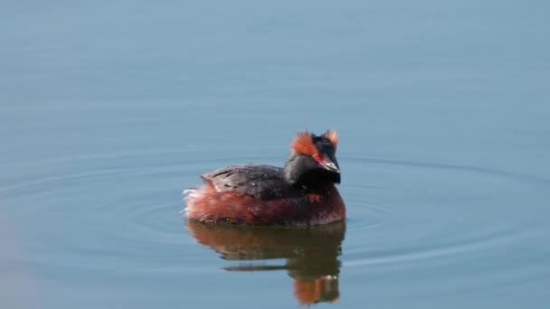 Detailní Záběr Rohatého Grebe Nebo Slavonského Grebe Podiceps Auritus Koupání — Stock video