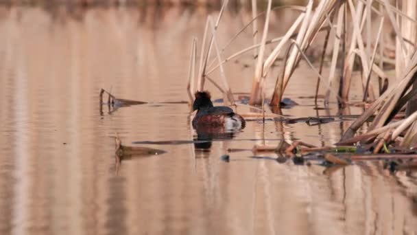 Zbliżenie Rogaty Grebe Lub Slawoński Grebe Podiceps Auritus Pływać Obszarze — Wideo stockowe