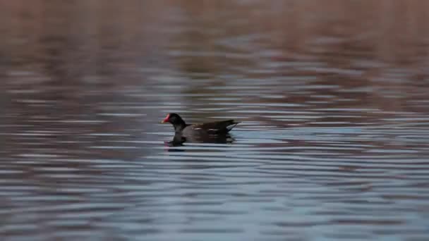 Primer Plano Gallina Común Gallinula Chloropus Nadar Área Aves Suomenoja — Vídeo de stock