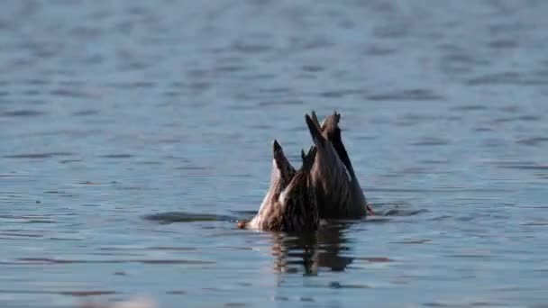 Několik Gadwall Mareca Strepera Plavání Hledá Jídlo Pod Vodou Oblasti — Stock video
