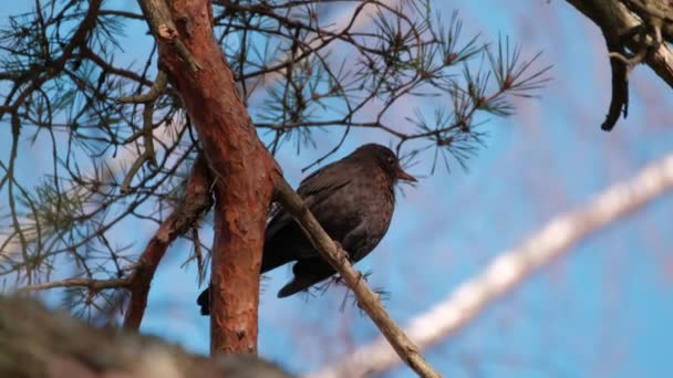 Zbliżenie Zwykłego Kosa Turdus Merula Siedzi Gałęzi Drzewa Słoneczny Wiosenny — Wideo stockowe