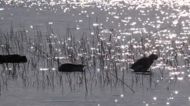 Vízfelszínen Napfény Hátterében Kagyló Libák Branta Leukopsis Ragyognak Északi Jelleg — Stock videók