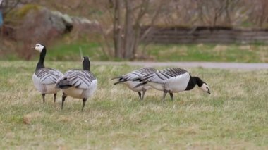 Kamu parkındaki midye kazları (Branta lökossis), arka planda yürüyen kadın. Finlandiya 'da Kuzey doğası.