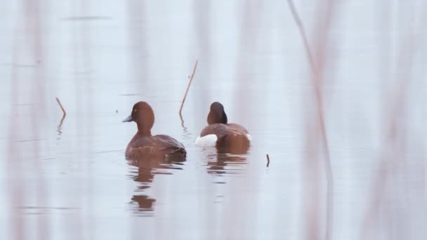 Detailní Záběr Páru Kachen Tufted Aythya Fuligula Plavat Oblasti Ptáků — Stock video