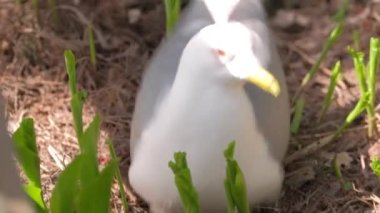 Sıradan martı (Larus canus) yuvadan çıkar, yuvaya üç yumurta atar..