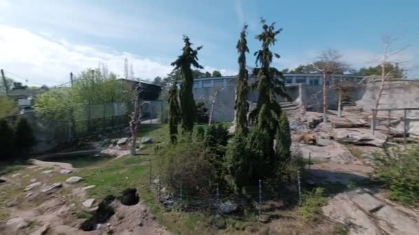 フィンランド ヘルシンキ2021年5月15日 コルケサアリ動物園の熊の囲い 熊は歩いている — ストック動画