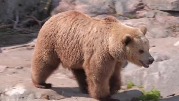 フィンランド ヘルシンキ2021年5月15日 コルケサアリ動物園の熊の接近 — ストック動画