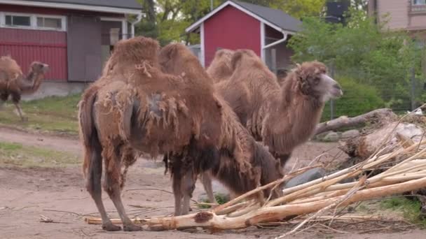 Helsinki Finlândia Maio 2021 Camelo Bactriano Camelus Bactrianus Jardim Zoológico — Vídeo de Stock