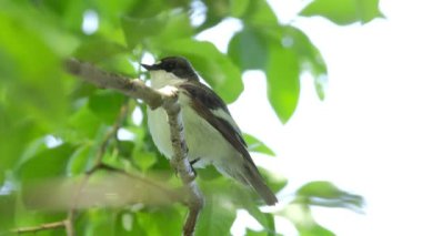 Avrupa fareli köyün sinekkapanı (Ficedula hypoleuca)