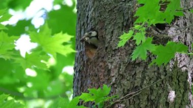 Büyük Benekli Ağaçkakan 'ın (Dendrocopos Major) yakın çekimi. Ağaçkakan yuvadan uçar