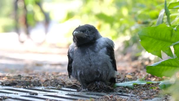 Gros Plan Poussin Corbeau Capuchon Corvus Cornix — Video