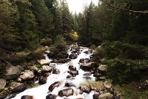 Fluxo de montanha no vale de Bansko, na Bulgária — Fotografia de Stock