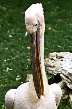 büyük beyaz Pelikan