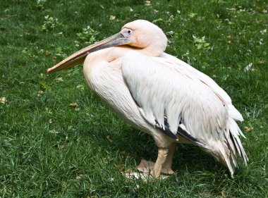 büyük beyaz Pelikan