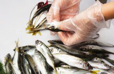 Karadeniz taze scads yakaladı.