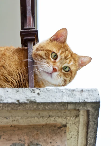 Gato rojo sentado en la valla — Foto de Stock