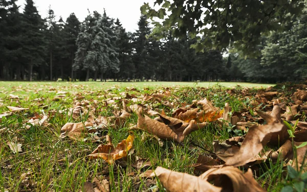Suchych liści jesienią — Zdjęcie stockowe