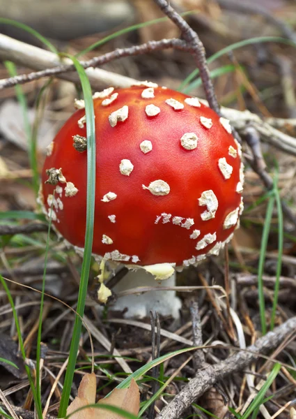 Amanita mushroom in the forest — Stock Photo, Image