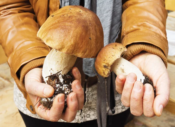 Boletus mushrooms in hands of woman — Stock Photo, Image