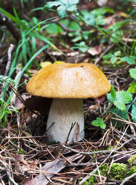 Boletus growing in the forest. — Stock Photo, Image