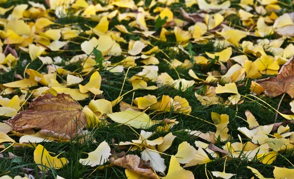 Jesienią liście ginkgo — Zdjęcie stockowe