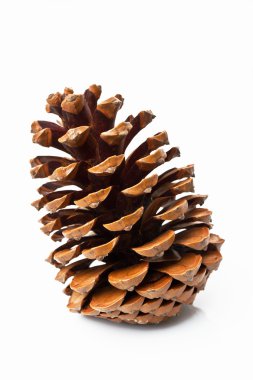 Beyaz arkaplanda çam kozalağı