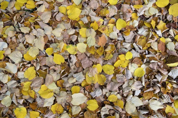 Сухие листья на земле — стоковое фото