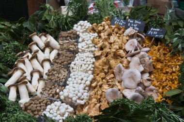 Sebze pazarı satışa mantar çeşitleri