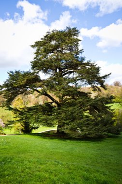 Güzel bir doğal alan görkemli ağacı