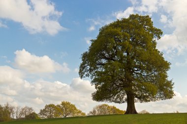 Güneşli bahar günü alanda tek ağaç